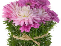The hedgerow style is an abstractionist interpretation of a herbaceous garden border or hedge, and this design mixes rosemary with blush dahlias and hot pink Gerbera daisies for that effect.