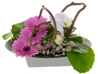 This beautiful floral design demonstrates the technique of terracing using Gerbera daisies, a phalaenopsis orchid stem, galax leaves, brunia, sphagnum moss, and a twig.