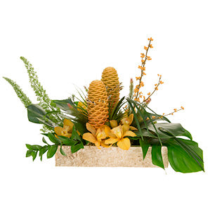 Tropical Inspiration