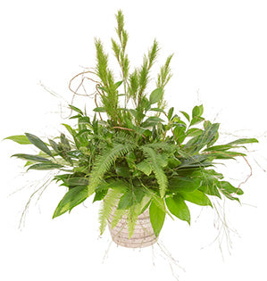 A lovely foliage centerpiece is created with a mix of fatsia, pittosporum, cocculus, ruscus, koala fern, the emu feather, and umbrella fern.