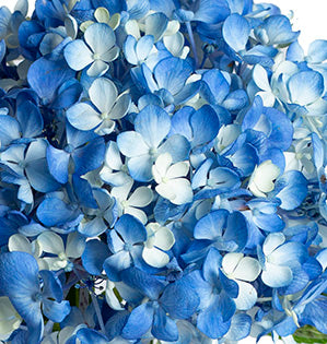 Beautiful blue hydrangea blossoms