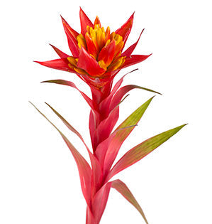 Bromeliad Blossom
