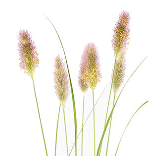 Bunny Tail Grass