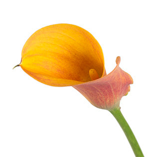 Calla