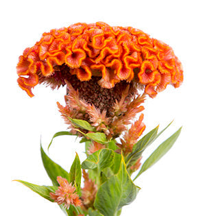 Cockscomb - Celosia