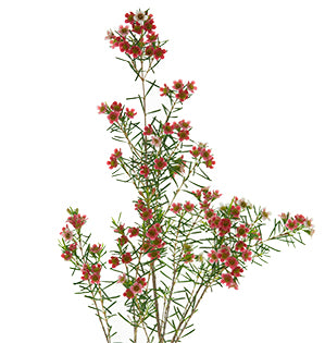 Wax Flower - Chamelaucium