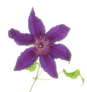 Clematis