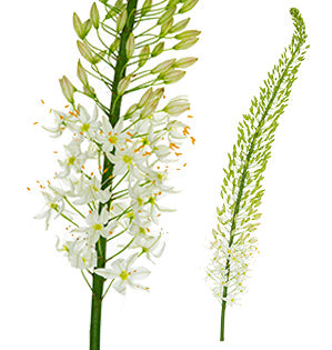 Close-up photo of small white Eremurus blossoms on a green stem