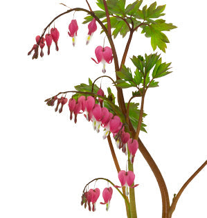 Bleeding Heart