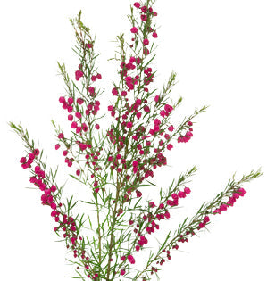 Boronia