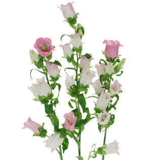 Campanula - Bell Flower