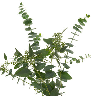 Eucalyptus