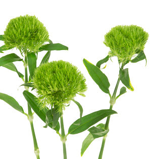 Green Trick Dianthus