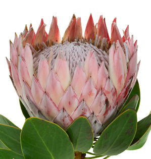 Protea -King-Queen-Pink Mink