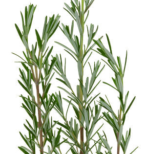 Rosemary Foliage