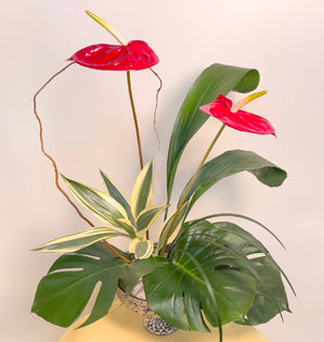 A dynamic design made with anthurium, lily grass, monstera leaves, aspidistra, dracena, and curly willow.