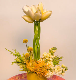 A unique design featuring French tulips with braided stems elevated above a cluster of  lemon cyprus, yellow stock, pin cushion protea, and craspedia.