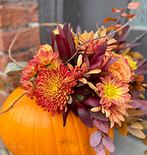A floral arrangement in dark burgundy and orange colors is created in a curved pumpkin using spray mums, cherry brandy roses and leucadendron.