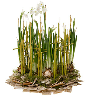 Paperwhites are a beautiful meditation flower for the New Year, particularly when they are combined with yellow dogwood branches and birch bark as in they are in this lovely floral design.