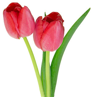 Tulip Information: Conditioning Cut Tulips & More