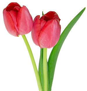 Tulip - Single Rounded