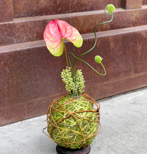 Red and green Anthurium in a Kokedama.