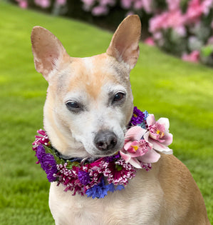 Adorable dog wearing a collar made of flowers.