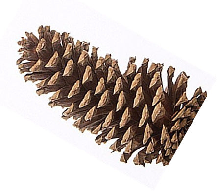 Pine Cones Natural