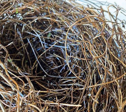 Birds Nest Natural