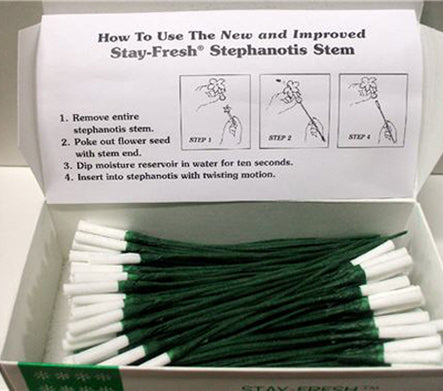 Stephanotis Stems for Floral Design - Pack of 200