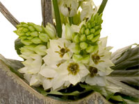 The flowers seen here are Ornithogalum Dubium, also known as sun star or star of Bethlehem, which are beautiful blooms with long sturdy stems and white tear-drop shaped florets.