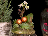 One trend for the Christmas season includes the natural look like that of this holiday floral design which mixes miniature orchids, kiwi vine, sphagnum moss, succulents, and holiday ornaments.
