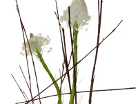 An armature is created from red twig dogwood and is lashed to the outside of a clear glass vase using bullion wire. Two long white graceful beargrass blossoms add beauty and fragrance to this floral design.