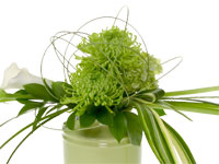 This beautiful floral design combines chartreuse China mums, ivory callas, cream hydrangeas, Israeli ruscus, variegated aspidistra, lily grass, and caning all in a sage green vase.