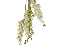 Sprigs of white andromeda are air taped with light green corsage tape, then suspended from the end of a bouquet.