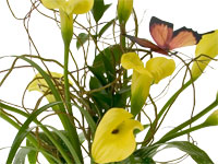 Fresh curly willow tips are molded into a frame designed to fit inside a cone shaped clear glass vase. Yellow callas, aspidistra, ruscus and lily grass complete the design.