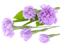 Feathering, also known as Frenching, is the process of creating smaller florets from a single blossom like the examples shown that were made from lavender carnations.