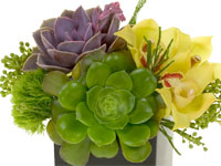 A modern floral design combines two different types of succulents with yellow orchids, emerald colored String of Pearls, and green trick dianthus in a ceramic cube. 
