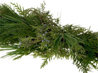 Garlands made of evergreen foliages are traditional during the Christmas holiday season.   Lashed together, pine, cedar, and juniper create a beautiful garland.  