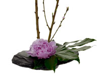 Beautiful spring flowering branches, a pink peony, and a fatsia leaf are held in place using a kenzan in a lovely slate container.