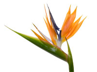 The Bird of Paradise is a large, dramatic and gorgeous blossom in an orange hue with a tinge of purple on the edge.