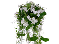 Stephanotis vines, Sprengeri, and Italian ruscus spill out and hang over a tall glass vase.