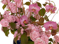 Viburnum and orchids, both in shades in shades of pale pink, are intertwined with willow branches in an arrangement held in a cobalt blue vase.