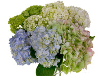 Hydrangea bunches of white, cream, green, and soft blues.