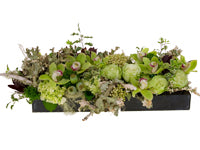 A tablescape in lovely shades of various greens comprised of Oregon lungwort lichen, miniature hydrangeas, green roses, New Zealand pittosporum, trachelium, kale, cymbidium orchids, leucadendron, poppy pods, brasilia berries, and old man's beard moss.