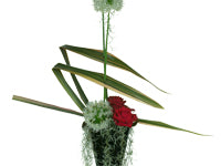 Flax leaves, white allium, striking red roses and Gerbera daisies, and galax leaves create a dramatic floral design with Spanish moss hanging over the rim of a black glass vase.