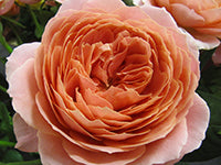 A coral garden rose