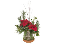 Bold red poinsettia blooms are accompanied by holly bundles, red carnations. and red twig dogwood against foliage of evergreen pine, cedar, and noble fir. Birch bark conceals the container and sits in a bed of sphagnum moss in a clay saucer.