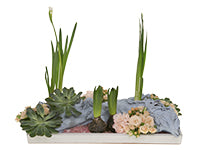 A low, long tray holds an arrangement of spring bulb plants, succulents, driftwood, and spray roses.