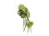 A dramatic linear designed bouquet featuring pistachio-colored anthirium enhanced with succulent, variegated lily grass, flexi grass, Brazilia, and galax leaves.
